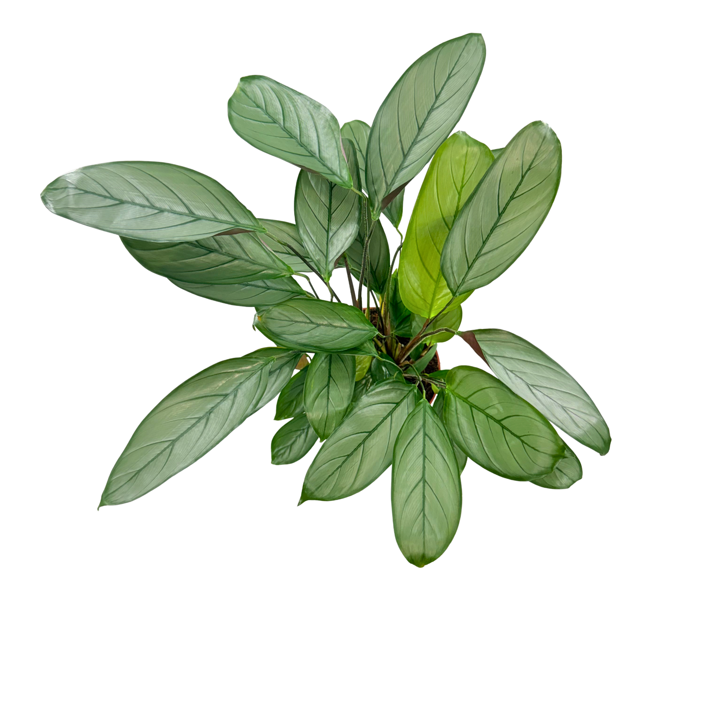 6” Calathea Grey Star