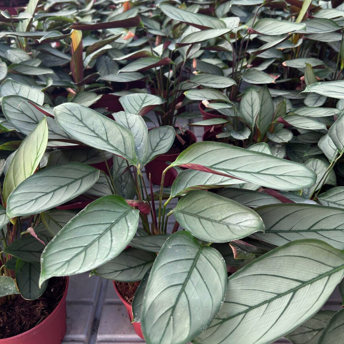 6” Calathea Grey Star