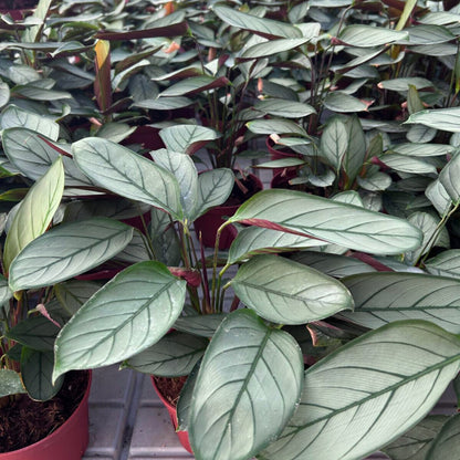 6” Calathea Grey Star