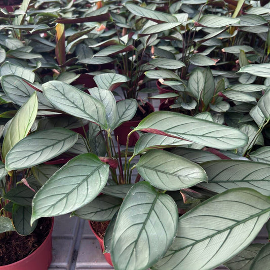 6” Calathea Grey Star