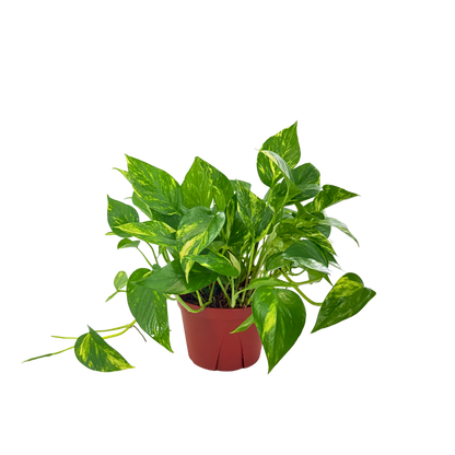 6” Pothos Golden