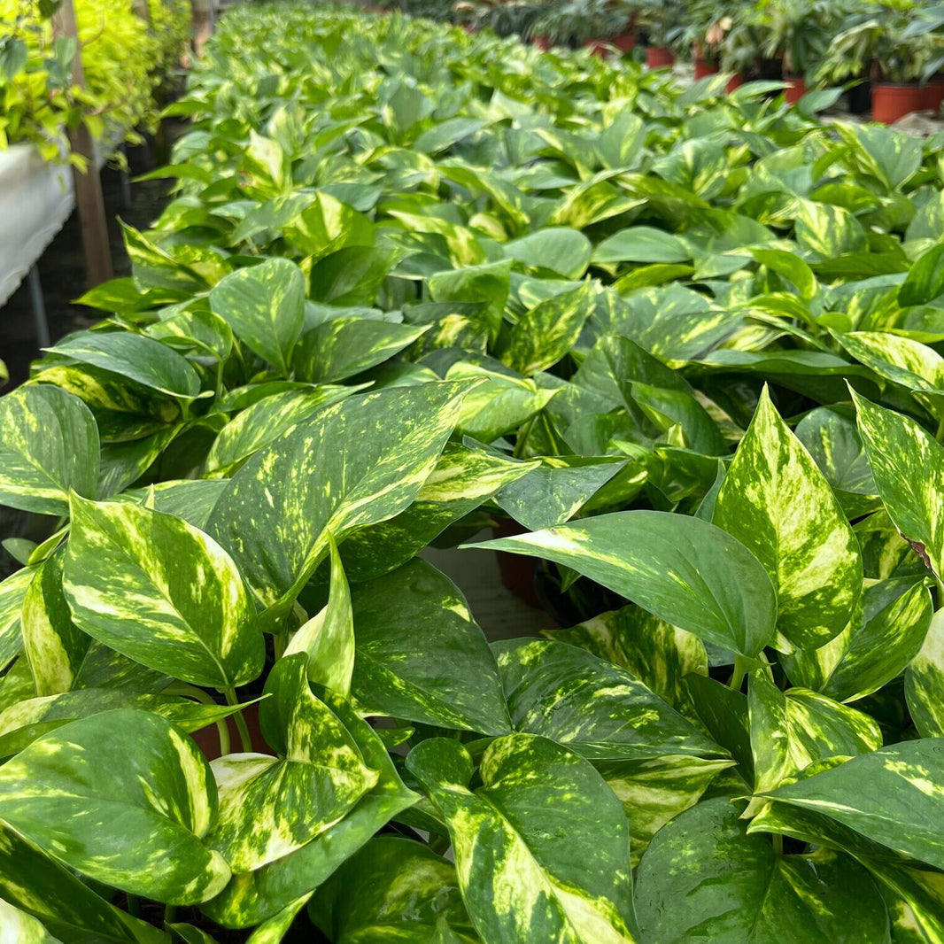 Pothos – Biostok Foliage