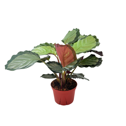 6” Calathea Roseopicta Corona