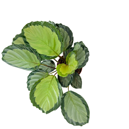 6” Calathea Roseopicta Corona