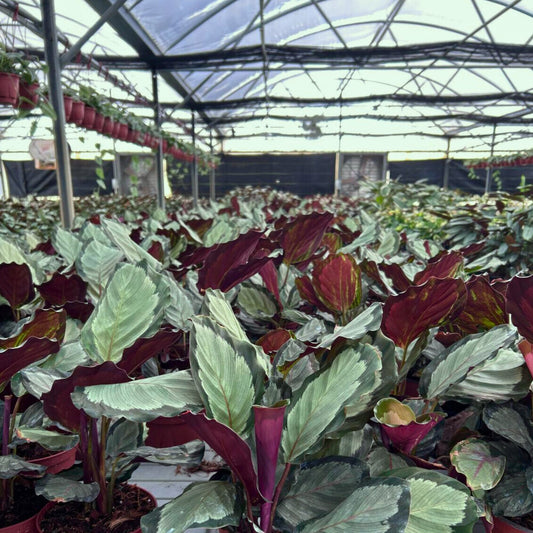 6” Calathea Roseopicta Corona