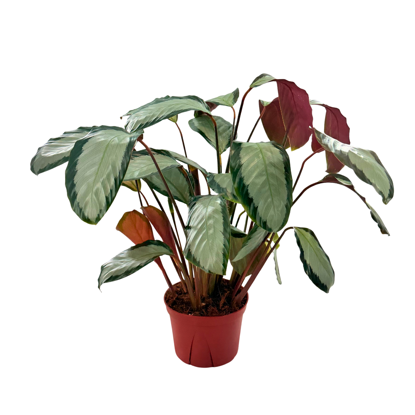 6” Calathea Picturata