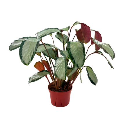 6” Calathea Picturata