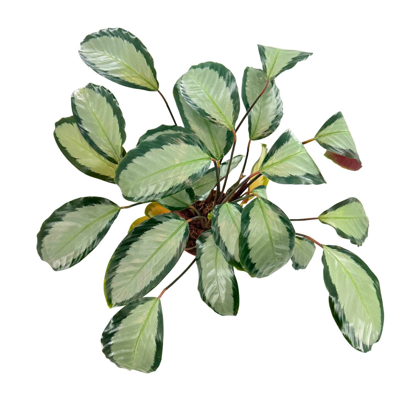 6” Calathea Picturata