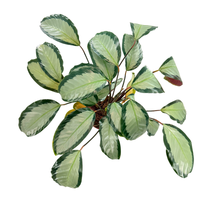 6” Calathea Picturata