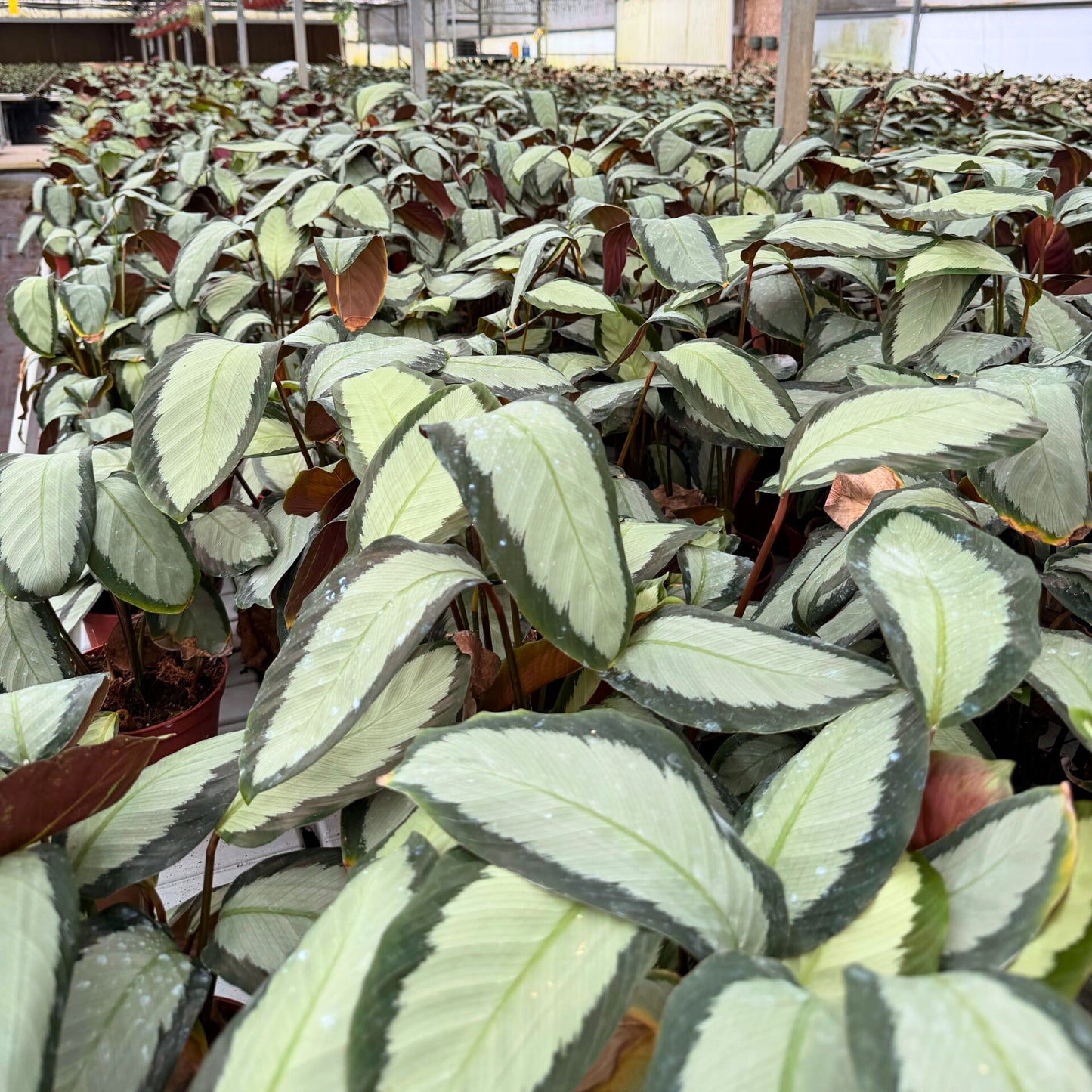 6” Calathea Picturata