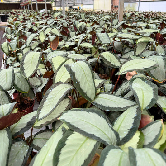 6” Calathea Picturata
