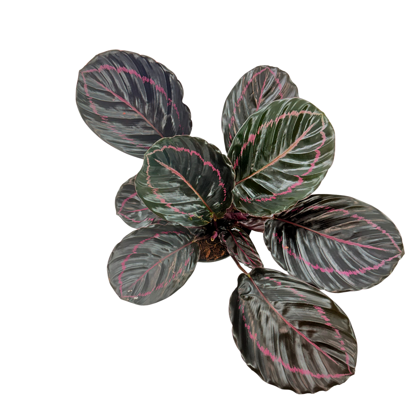 6” Calathea Dottie