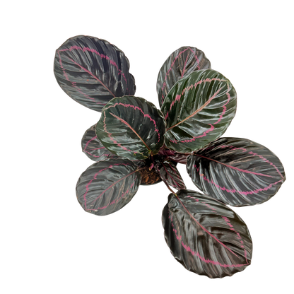 6” Calathea Dottie