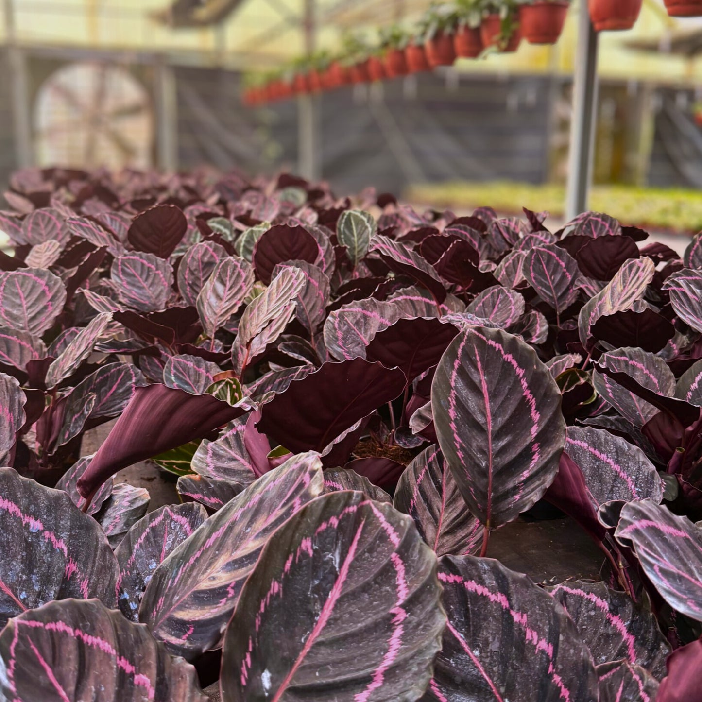 6” Calathea Dottie