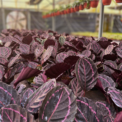 6” Calathea Dottie