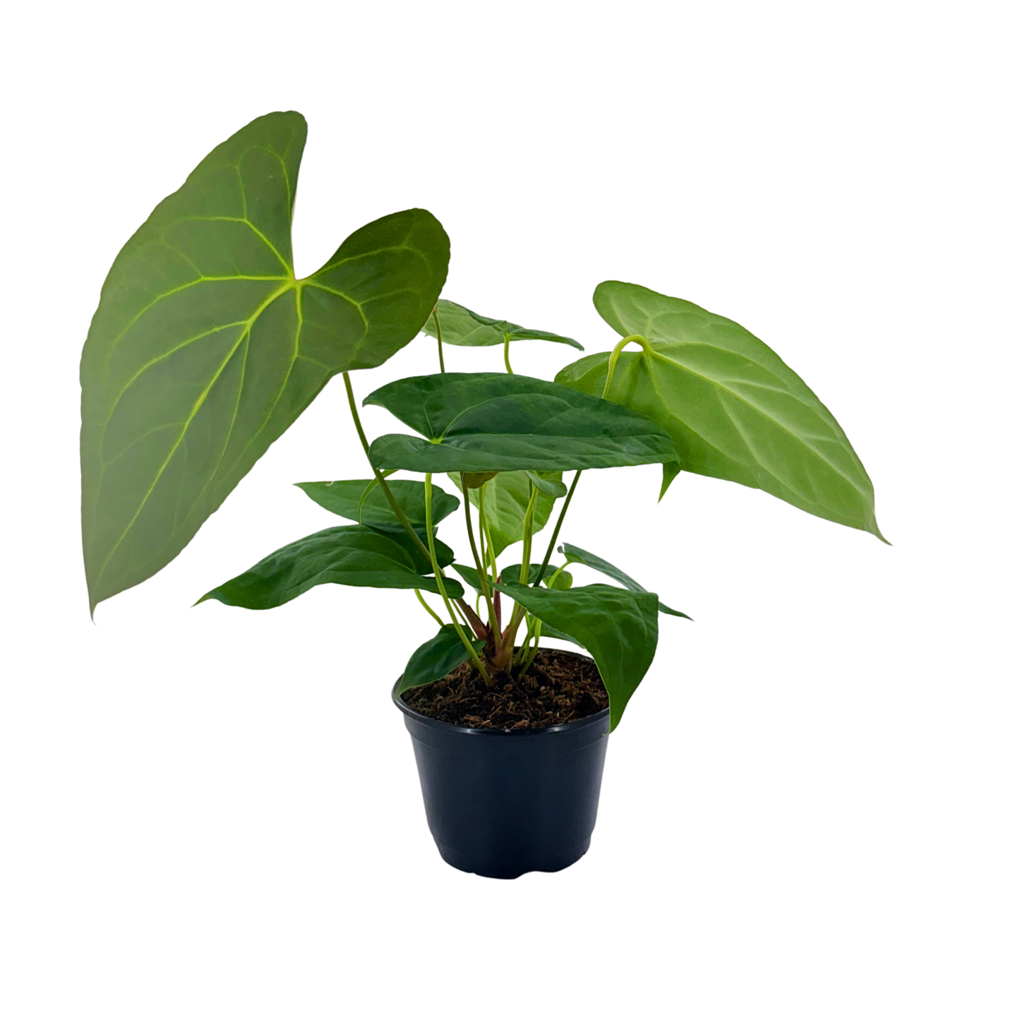 6" Anthurium Red Crystal X Crystallinum