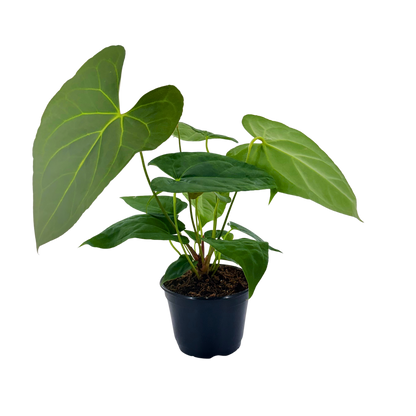 6" Anthurium Red Crystal X Crystallinum