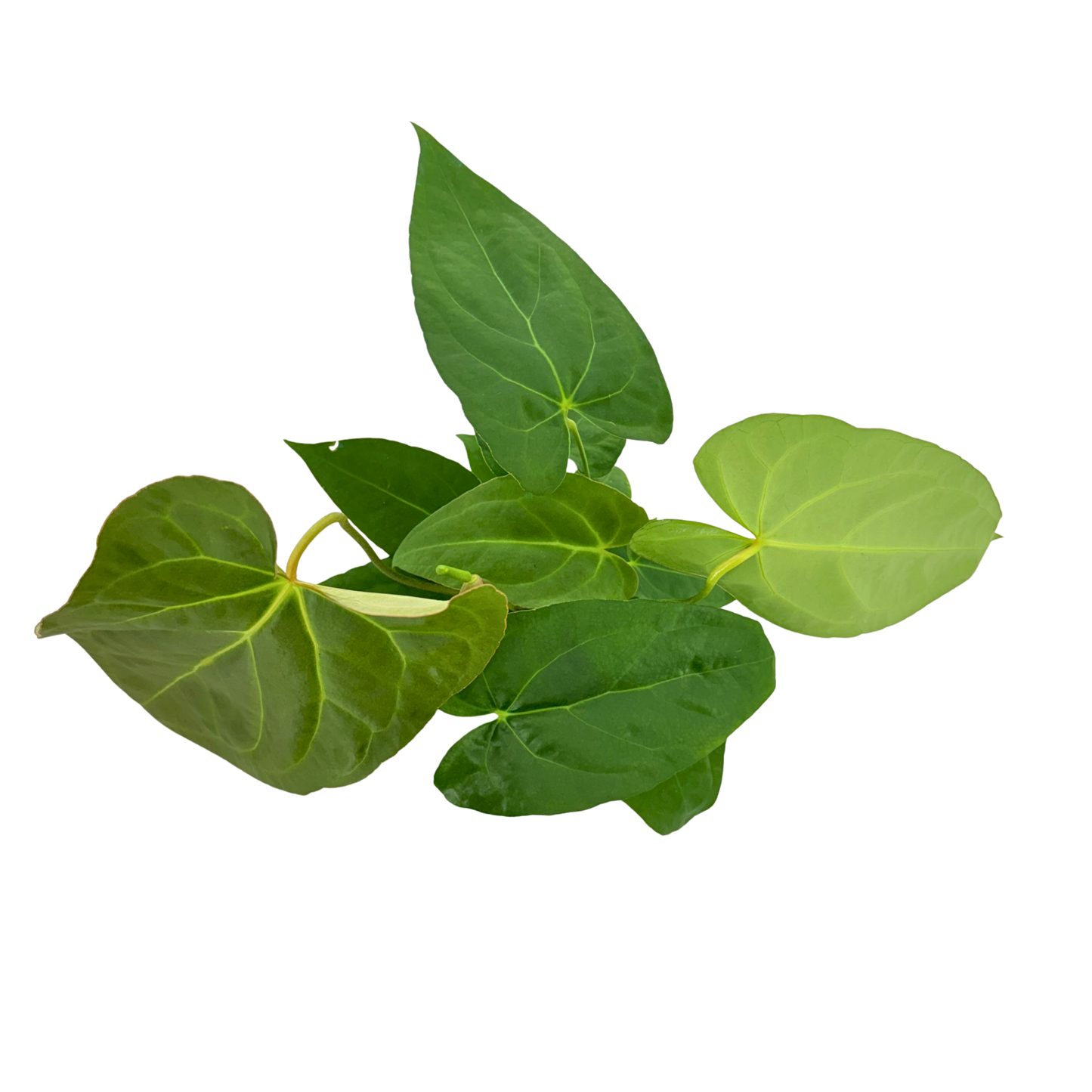 6" Anthurium Red Crystal X Crystallinum