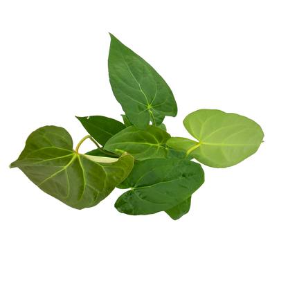 6" Anthurium Red Crystal X Crystallinum