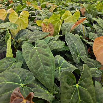 6" Anthurium Red Crystal X Crystallinum
