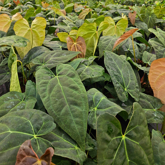 6" Anthurium Red Crystal X Crystallinum