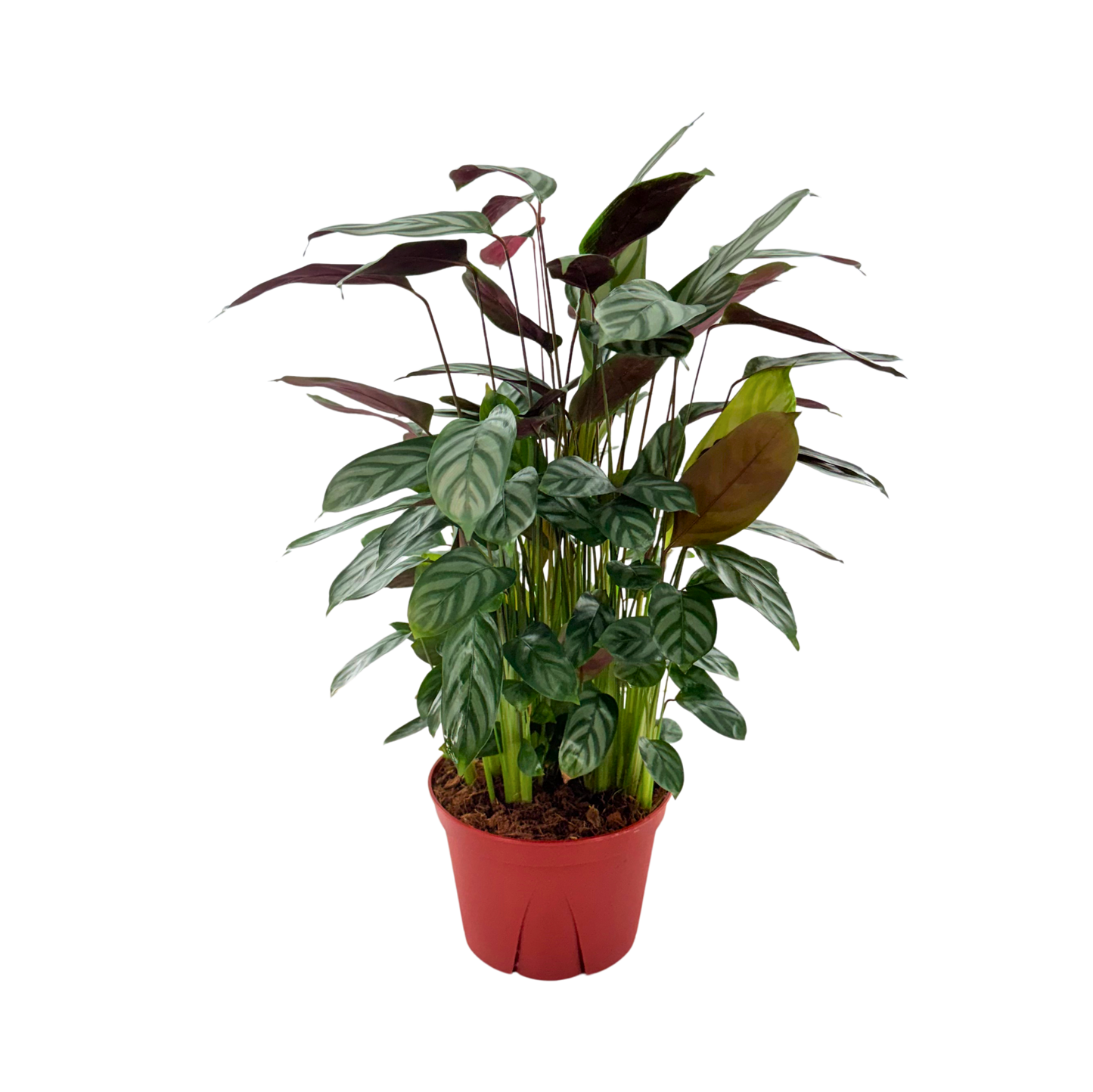 6" Calathea Silver Star