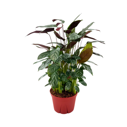 6" Calathea Silver Star