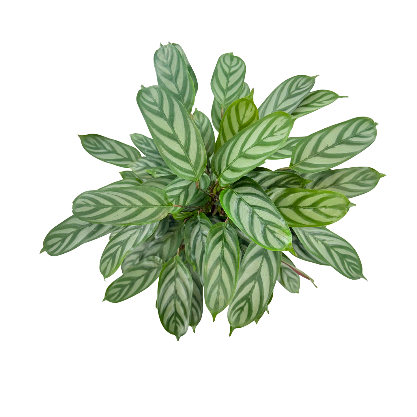 6" Calathea Silver Star