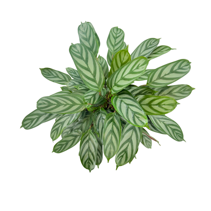 6" Calathea Silver Star