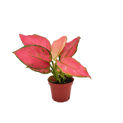 4" Aglaonema Beauty