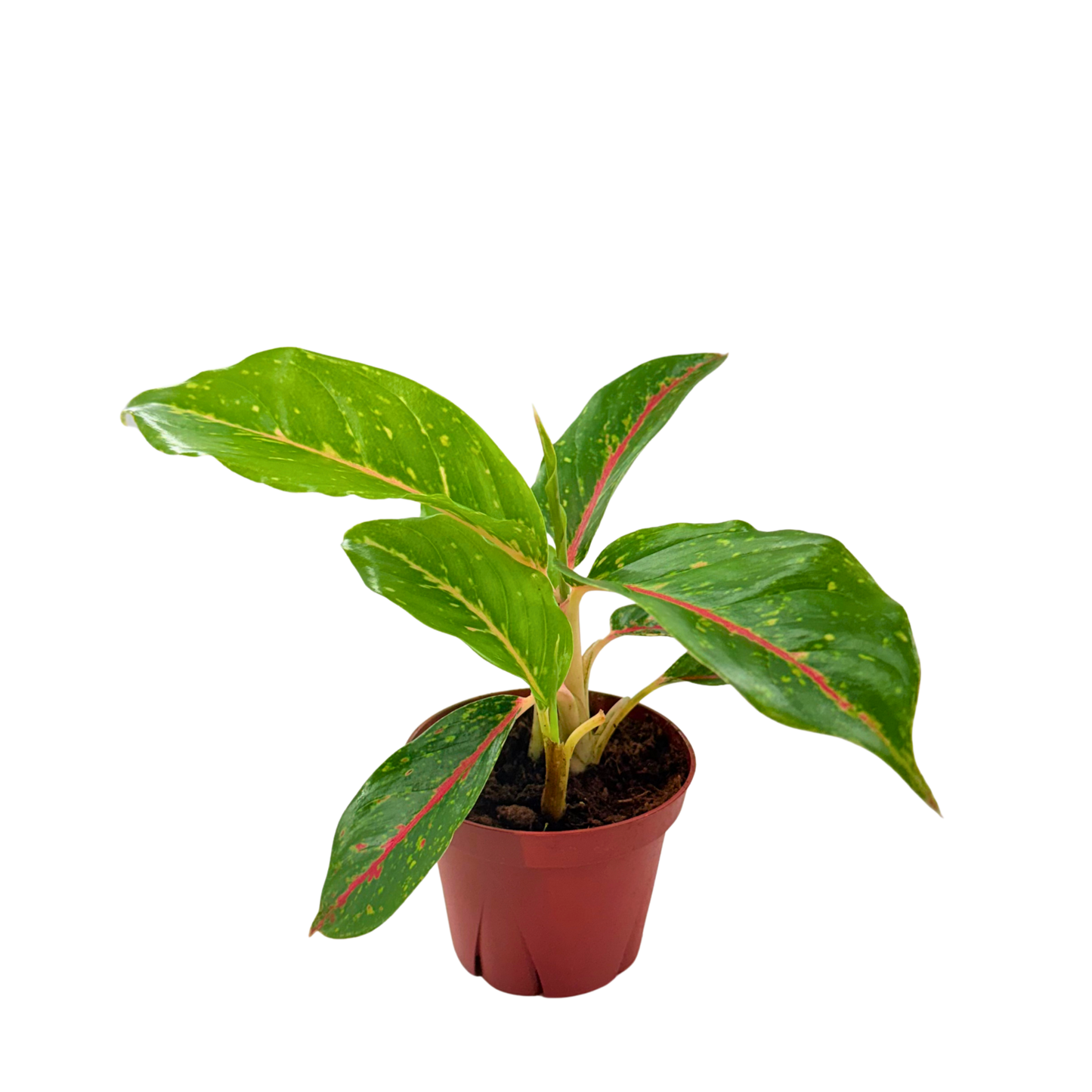 4" Aglaonema Night Sparkle