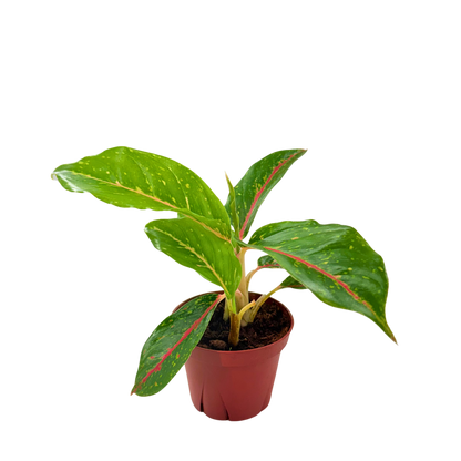 4" Aglaonema Night Sparkle