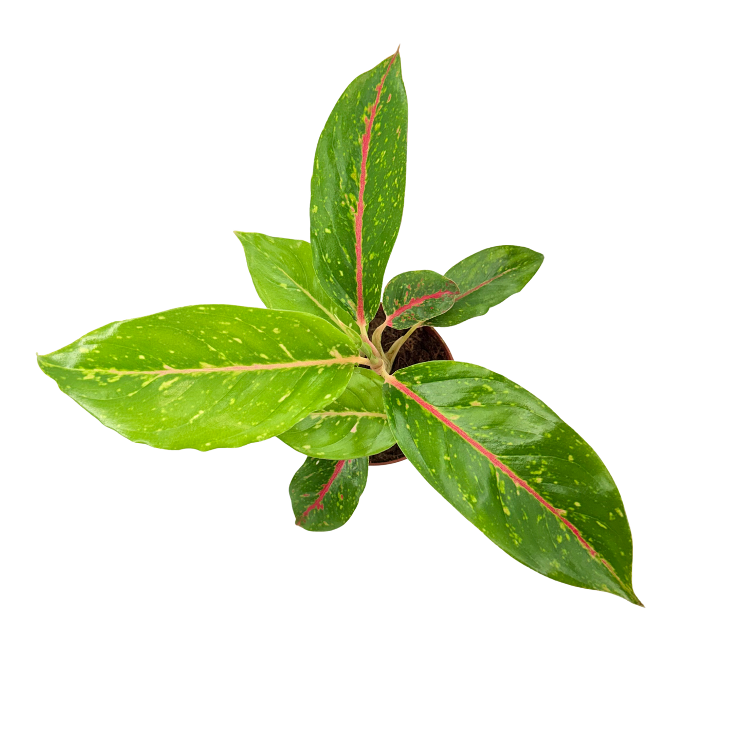 4" Aglaonema Night Sparkle