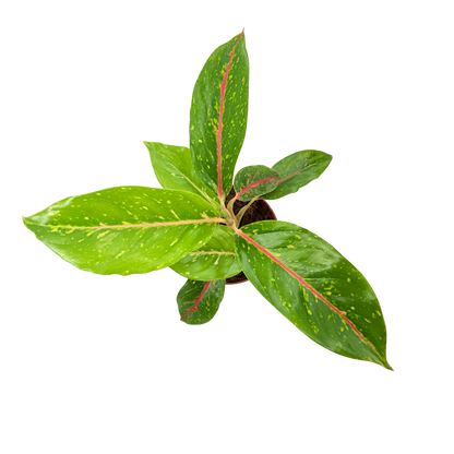 4" Aglaonema Night Sparkle