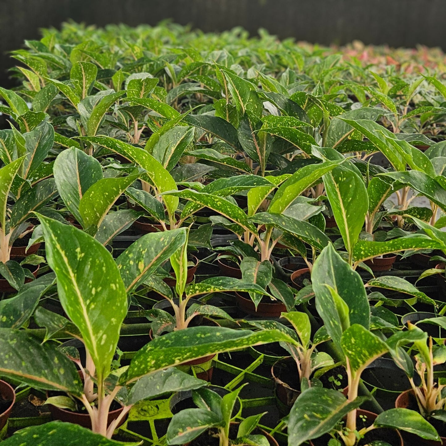 4" Aglaonema Night Sparkle