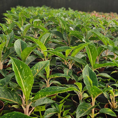 4" Aglaonema Night Sparkle