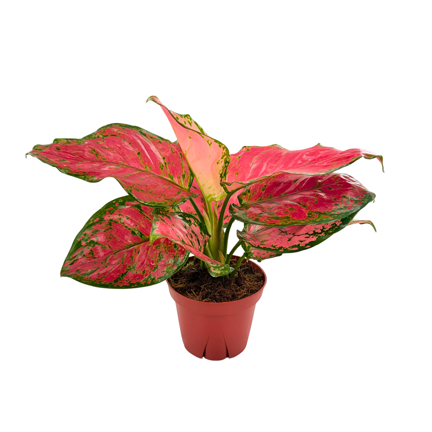 4" Aglaonema Red Valentine