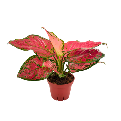 4" Aglaonema Red Valentine