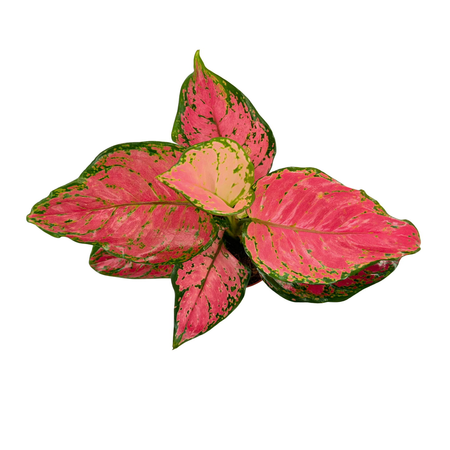 4" Aglaonema Red Valentine
