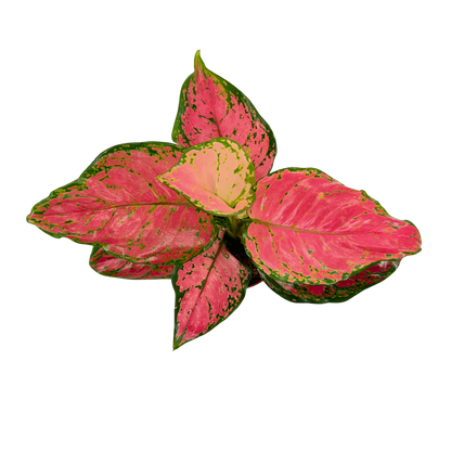 4" Aglaonema Red Valentine