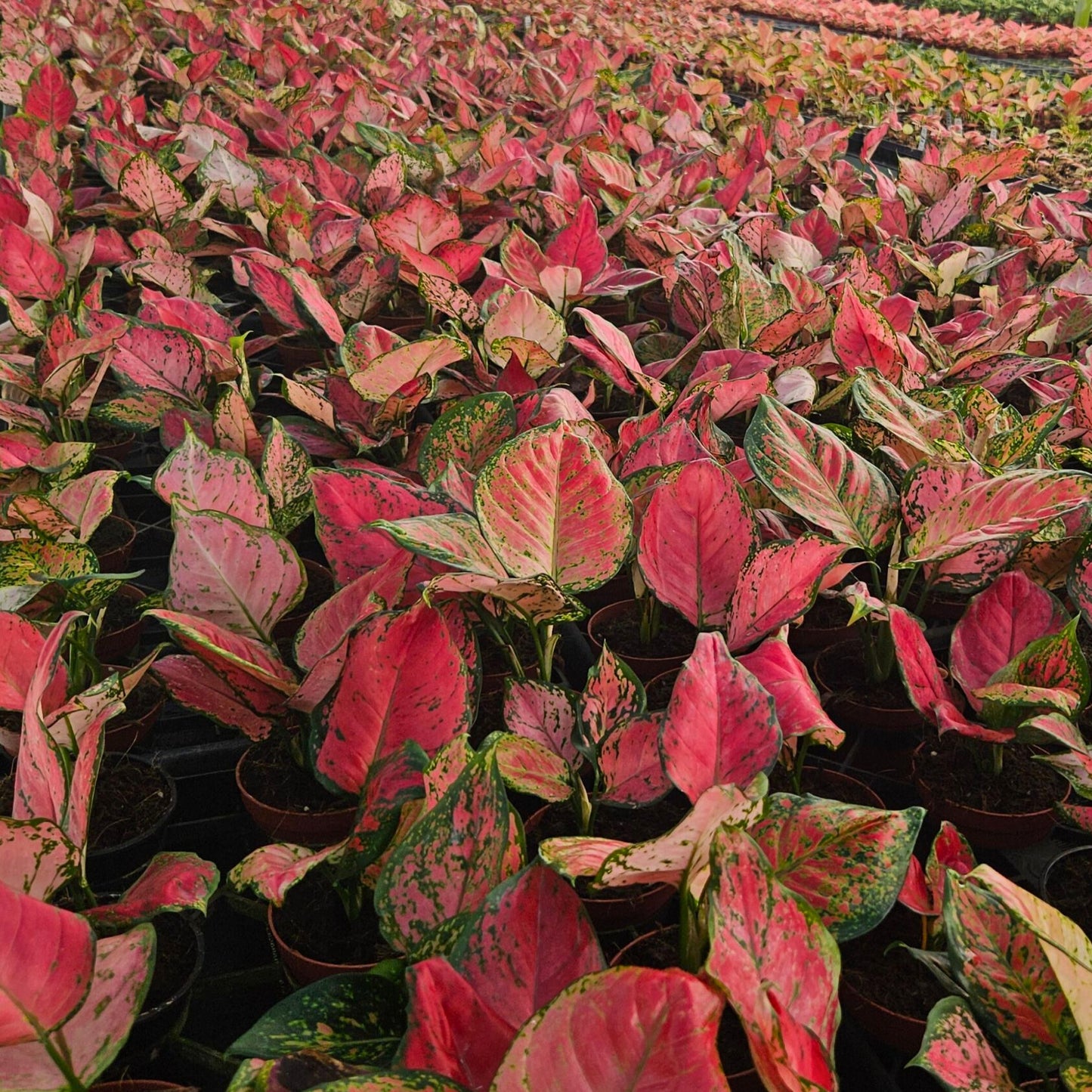 4" Aglaonema Red Valentine
