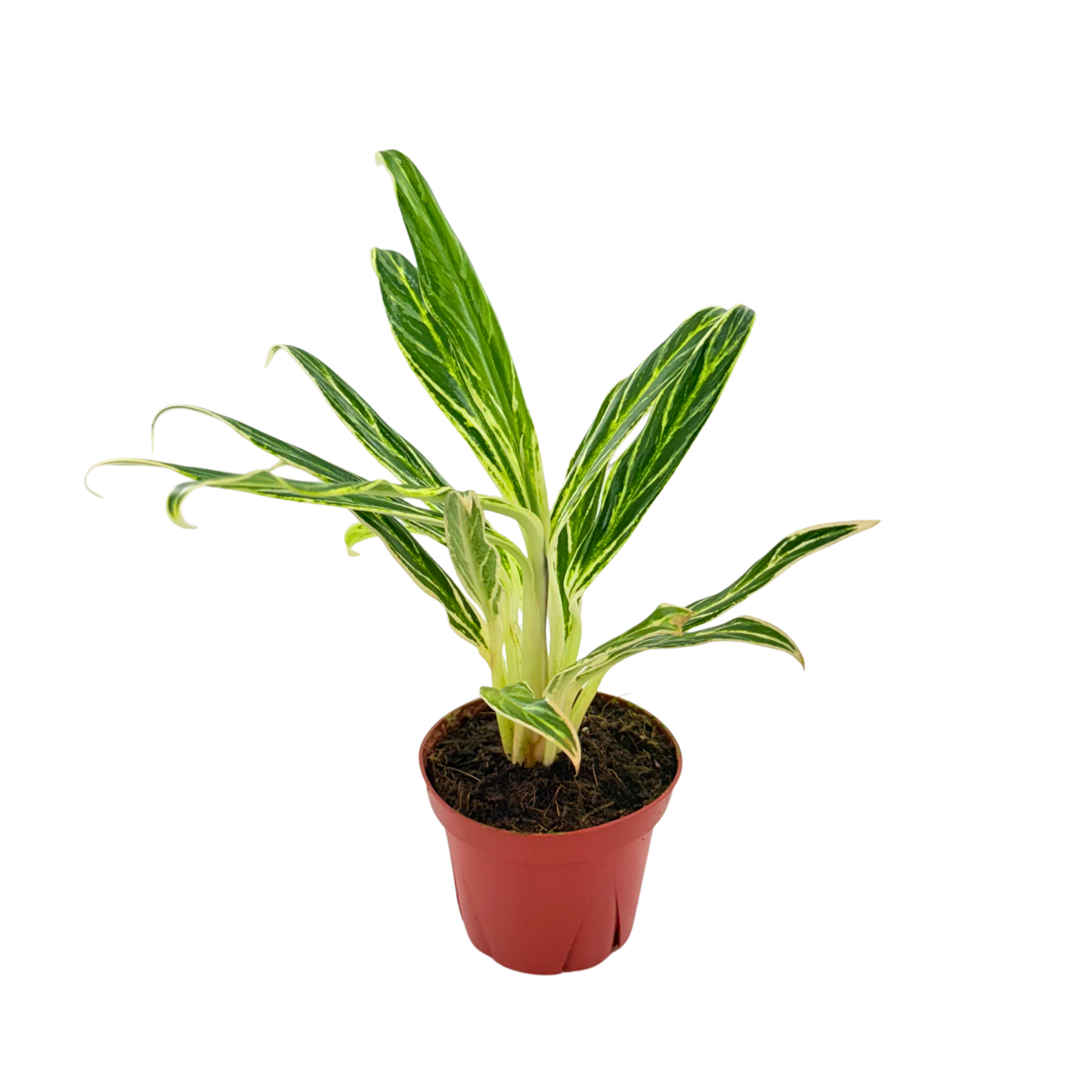 4" Aglaonema Bamboo