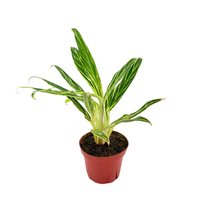 4" Aglaonema Bamboo
