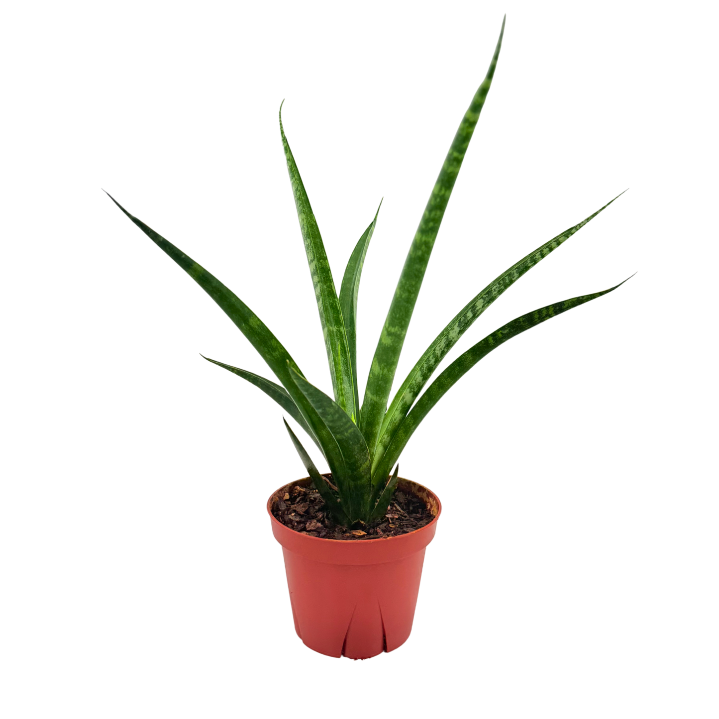 4" Sansevieria Fernwood