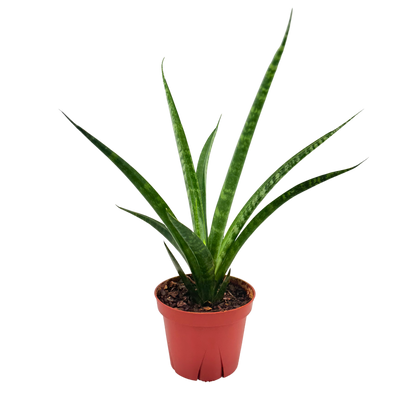 4" Sansevieria Fernwood
