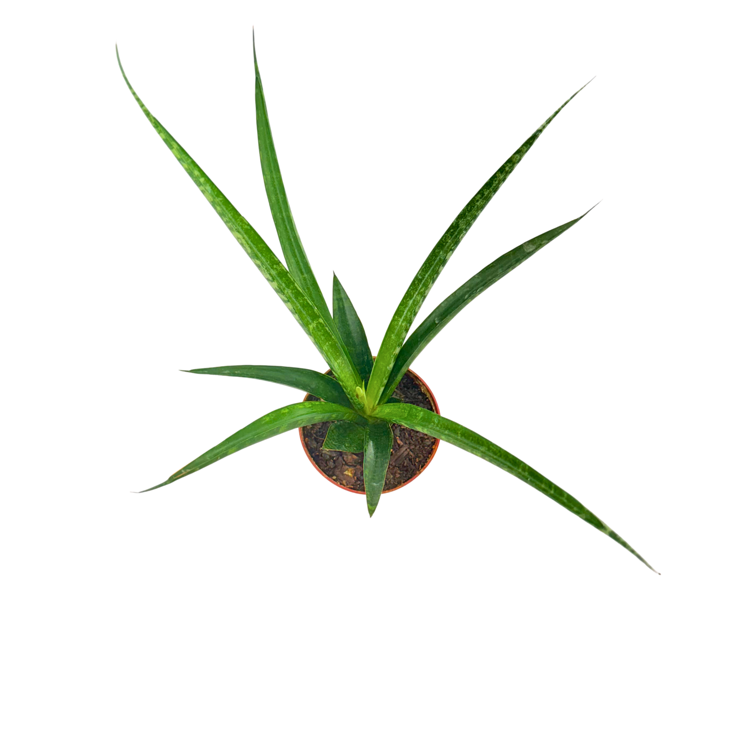 4" Sansevieria Fernwood