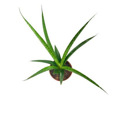 4" Sansevieria Fernwood