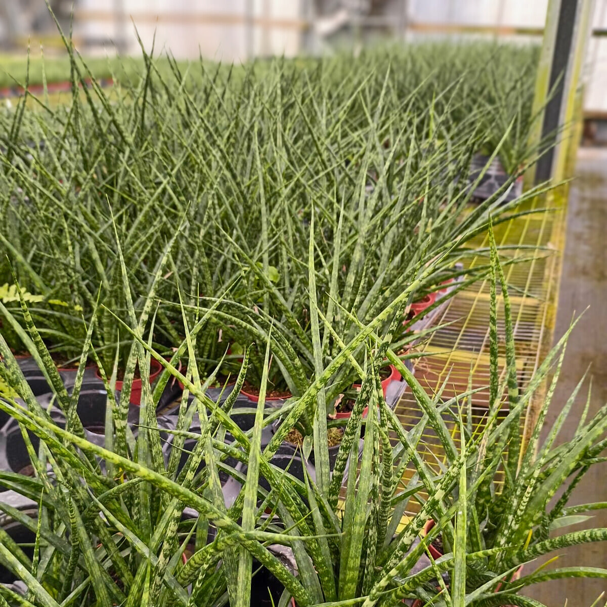 4" Sansevieria Fernwood