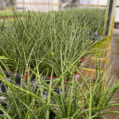 4" Sansevieria Fernwood
