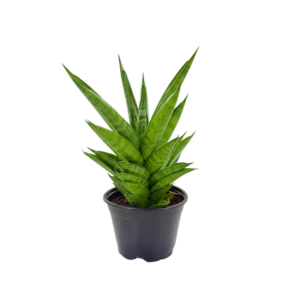 4" Sansevieria Pagoda Green